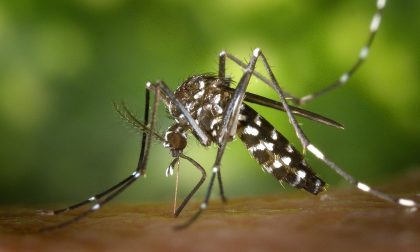 Febbre dengue, caso a Montecchio Maggiore: esploso un focolaio famigliare