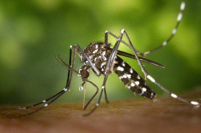 Diagnosticato un caso di Dengue a Barbarano Vicentino
