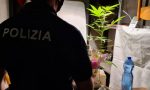 Serra di marijuana in cantina: denunciato a Verona 24enne originario di Vicenza