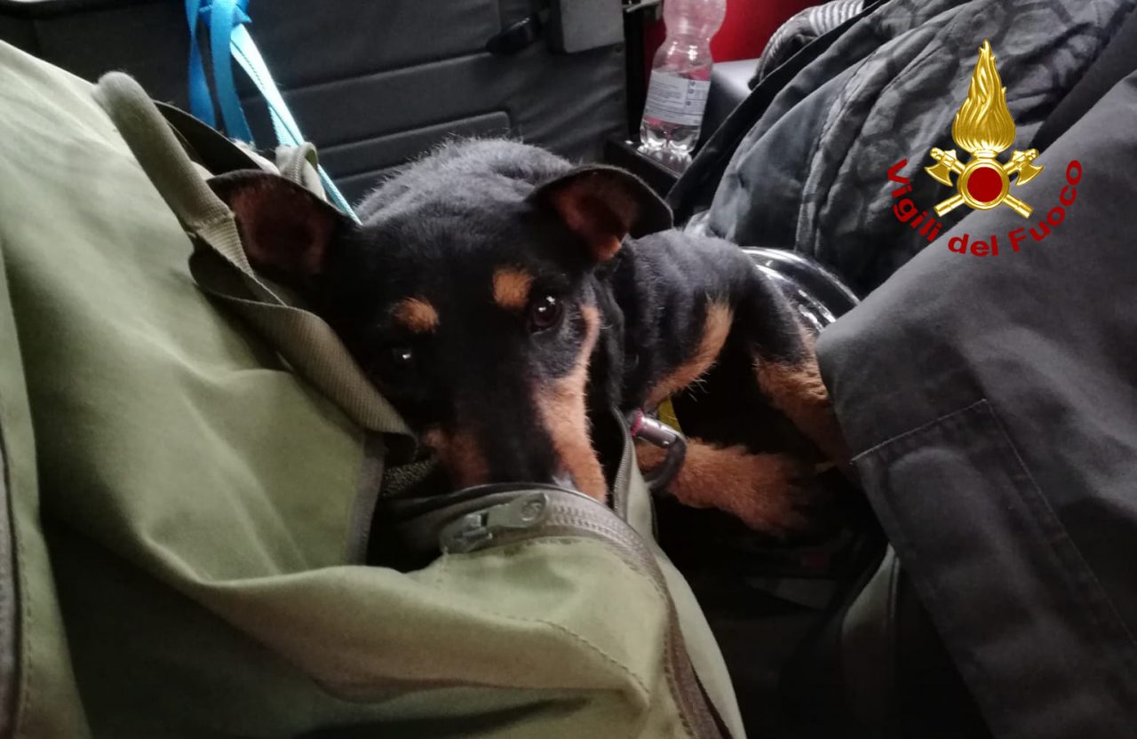 Cagnolino precipita in una voragine a Solagna: salvato dai Vigili del fuoco – GALLERY