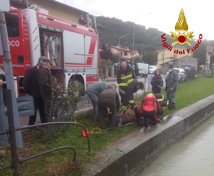 Cervo rischia di annegare a Calvene, salvato dai Vigili del fuoco. Recuperato anche un bassotto a Vicenza - FOTO