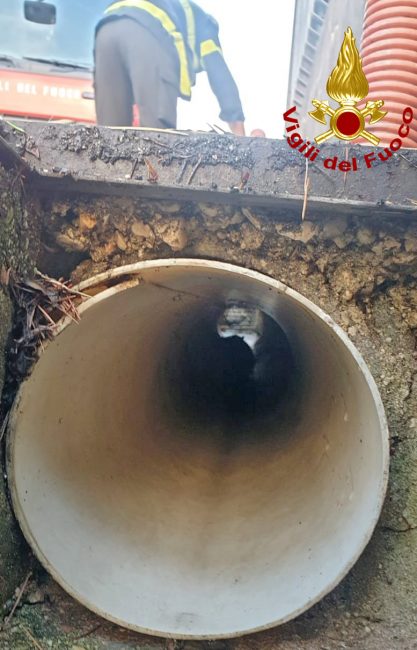 Gattino si infila in un tubo di scolo: salvato dai Vigili del fuoco - FOTO
