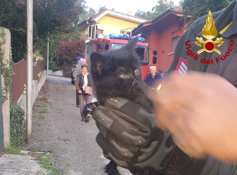 Gattino si infila in un tubo di scolo: salvato dai Vigili del fuoco – FOTO
