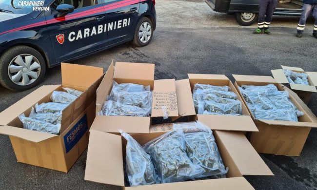 Maxi sequestro di droga: arrestati 3 uomini con un totale di 88 chili di marijuana – VIDEO