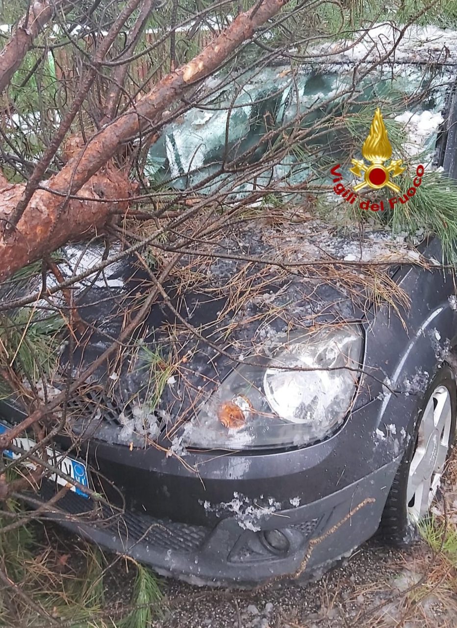 Alberi pericolanti a Vicenza e in Provincia, occhio ai crolli