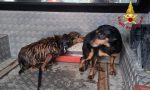 Intrappolati nel canale di scolo con una nutria: le foto dei due cani salvati a Montegalda