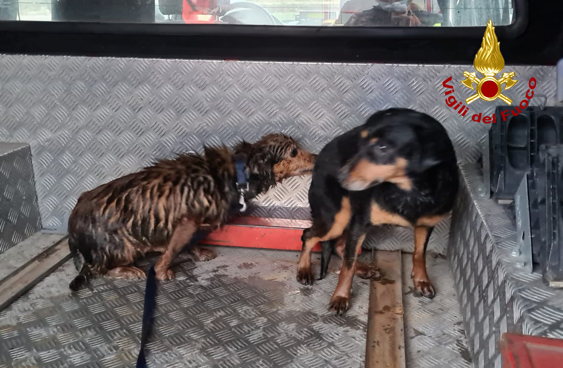 Intrappolati nel canale di scolo con una nutria: le foto dei due cani salvati a Montegalda