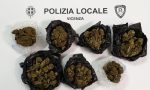 Campo Marzo, scoperto un "base point": c'era un etto di marijuana che avrebbe fruttato 1.600 euro