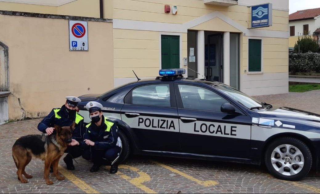 Pastore tedesco rapito, Kira ha potuto “riabbracciare” il proprietario e i suoi cuccioli