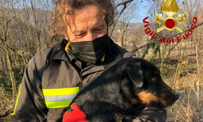 Le foto del salvataggio di Rocky, bracco tedesco caduto nell'alveo del Chiampo