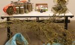 Lite tra conviventi, intervengono i Carabinieri e li arrestano: nascondevano 39 piante di marijuana alte 4 metri