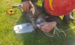 Il video e le foto del gatto rianimato dopo l'incendio a Montebello