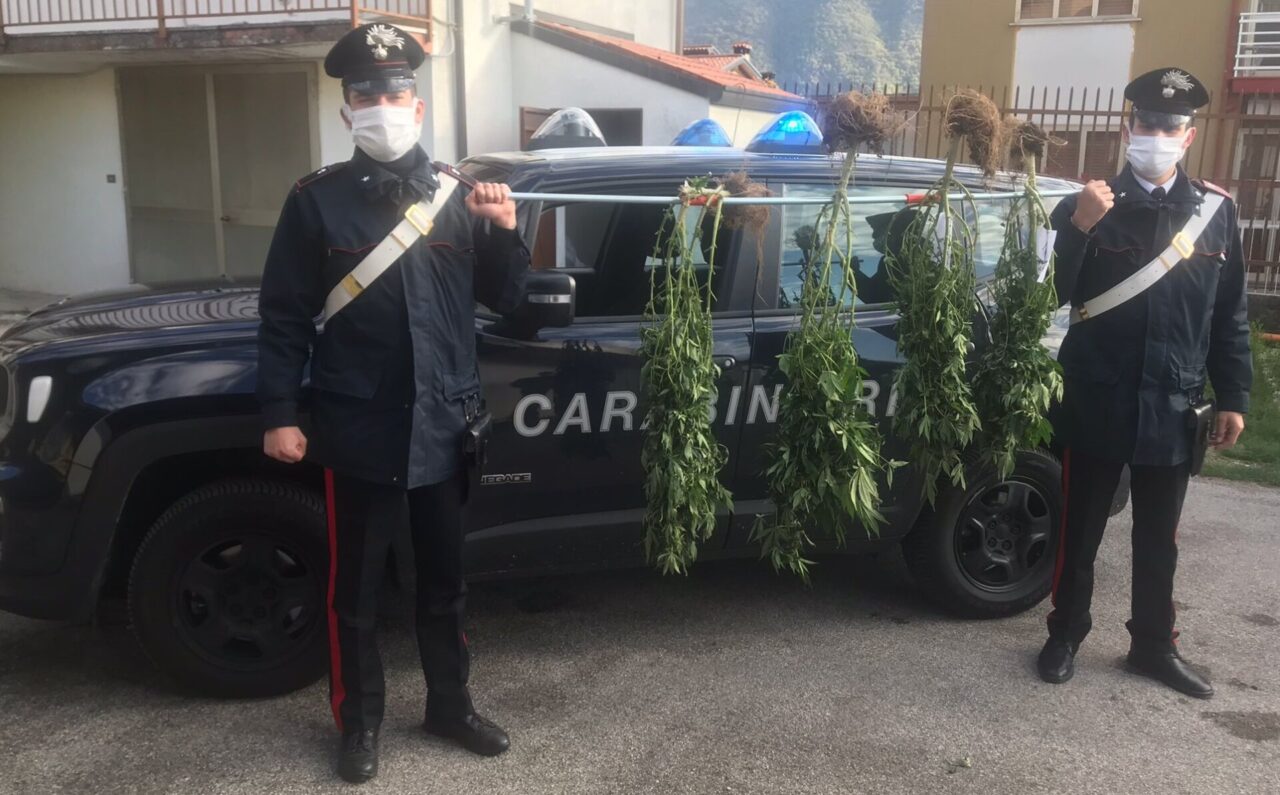 I Carabinieri intervengono per un cane libero e trovano una serra di marijuana in casa