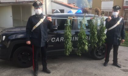 I Carabinieri intervengono per un cane libero e trovano una serra di marijuana in casa