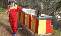 Giornata Mondiale delle api, sabato a Bassano l’inaugurazione dell’apiario didattico