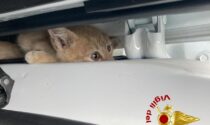 Le incredibili foto del gattino rimasto incastrato tra la porta e il passaruota dell'auto