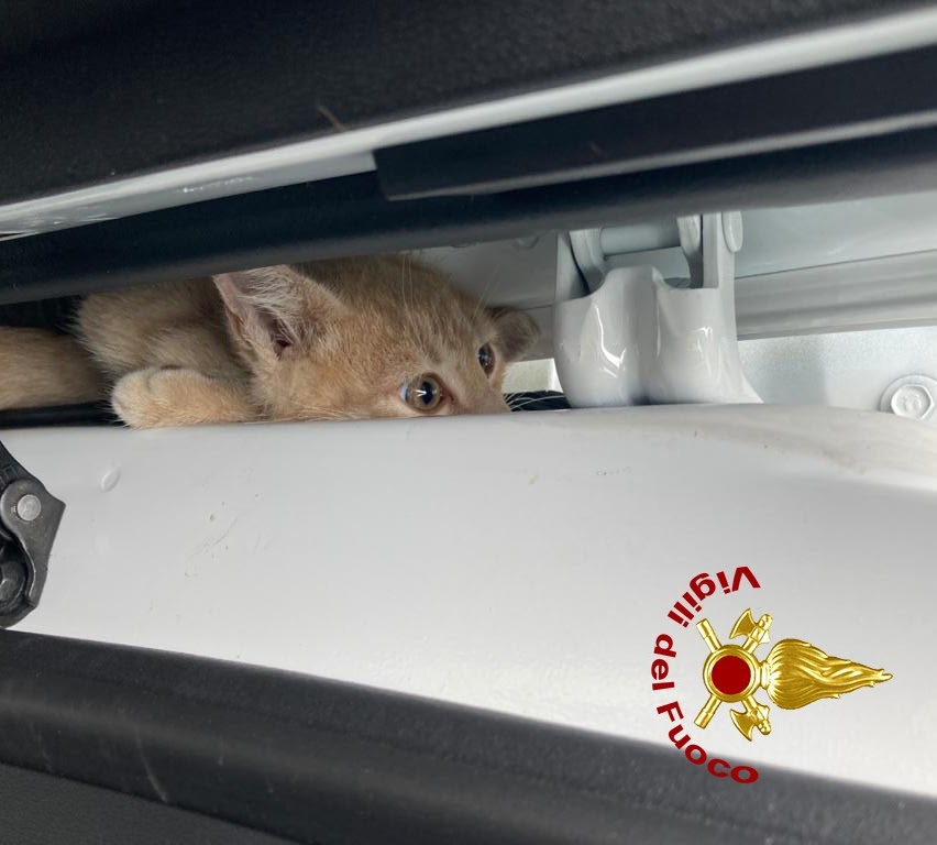 Le incredibili foto del gattino rimasto incastrato tra la porta e il passaruota dell’auto