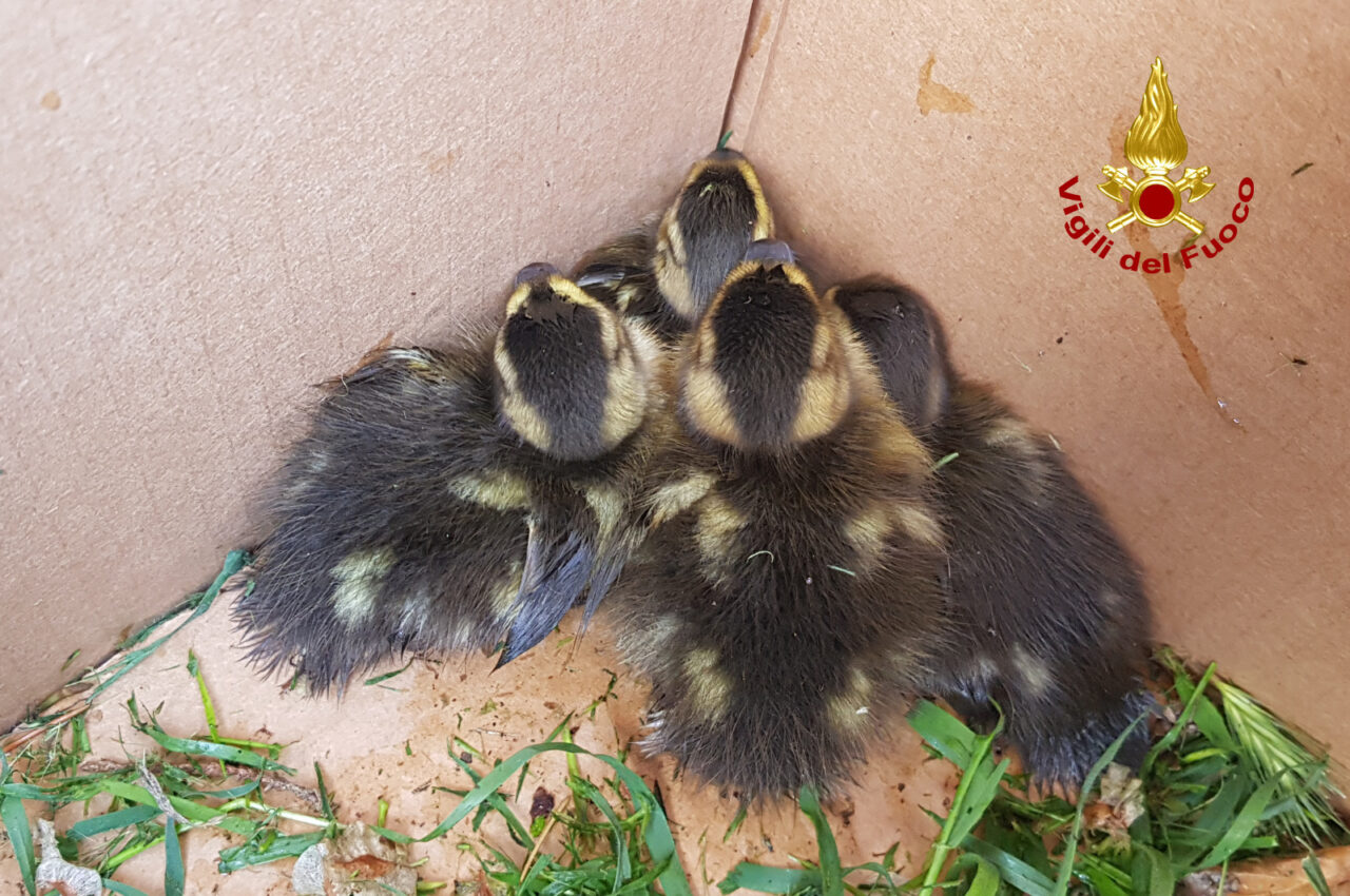 Il video dei quattro teneri anatroccoli caduti in un tombino a Vicenza