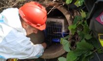 Le immagini del gattino incastrato nel canale di scolo salvato dai pompieri