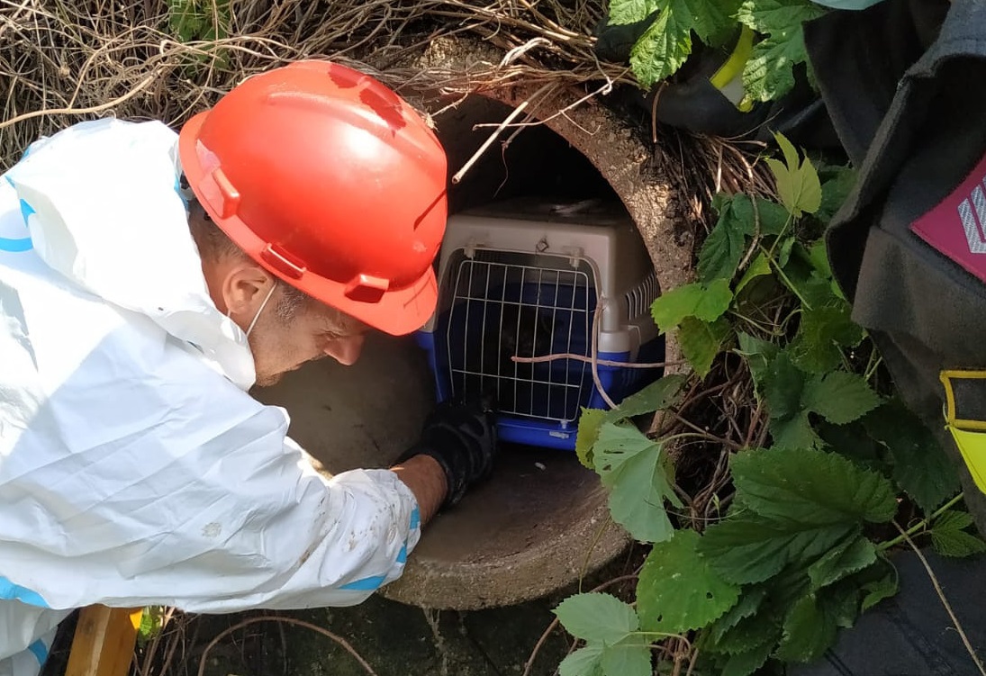 Le immagini del gattino incastrato nel canale di scolo salvato dai pompieri