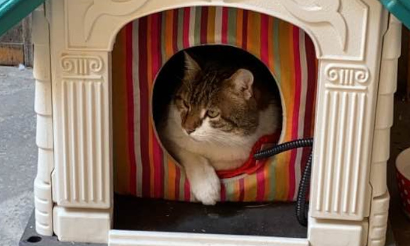 E’ morto il gatto “sindaco” di Vicenza, palazzo Trissino in lutto