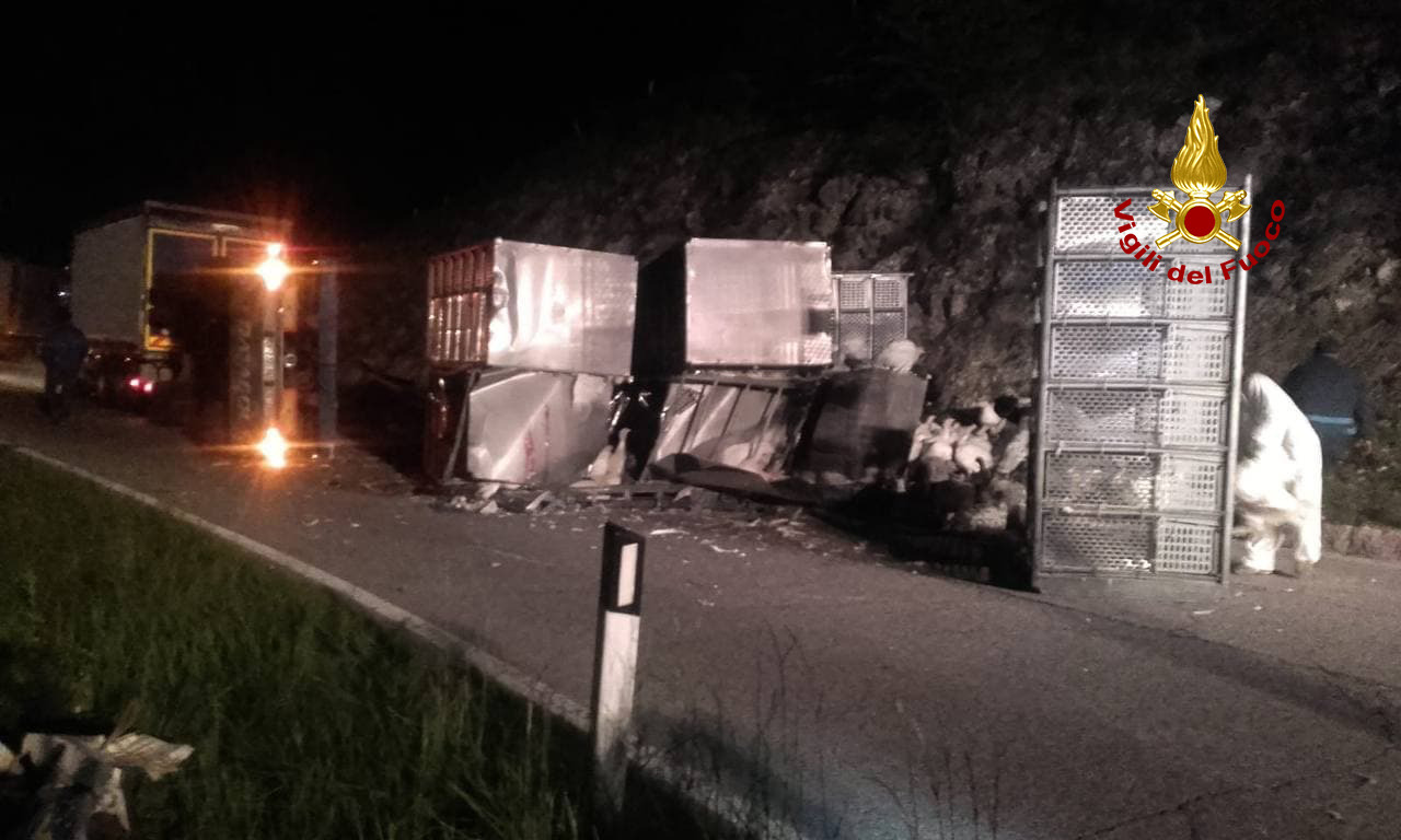 Rimorchio di un autotreno si ribalta: morti 300 tacchini
