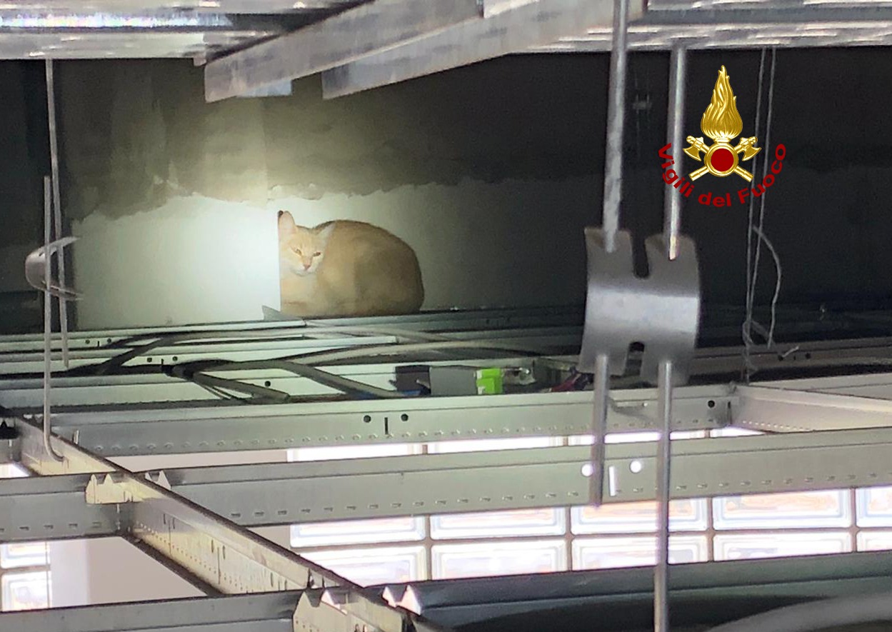 Gattina non vuole essere sterilizzata e si nasconde nel controsoffitto