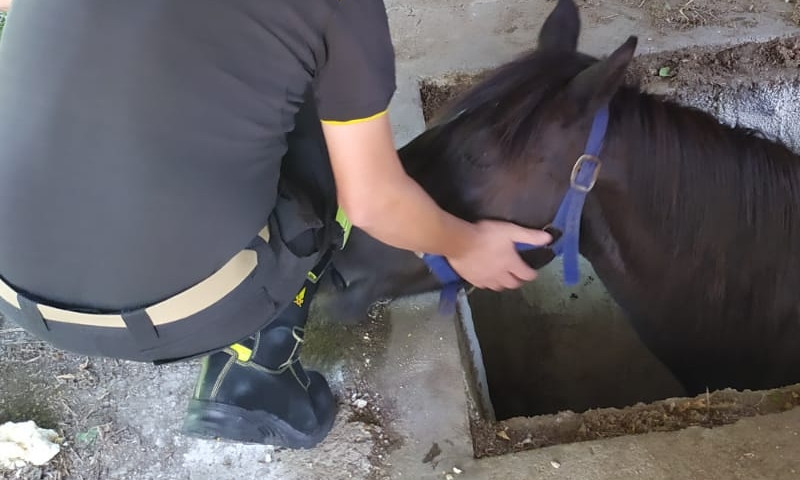 Le immagini della cavalla di 15 anni sprofondata in una buca