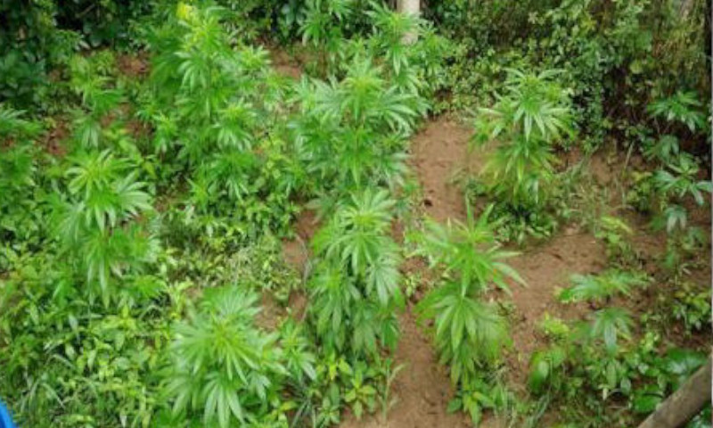 Coltiva marijuana in un campo e piazza una tenda da campeggio per sorvegliare l’orto illegale