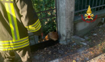 Capriolo resta incastrato nel cancello a Vicenza: liberato dai Vigili del fuoco