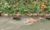 Cervo bloccato in un canale, le immagini del salvataggio