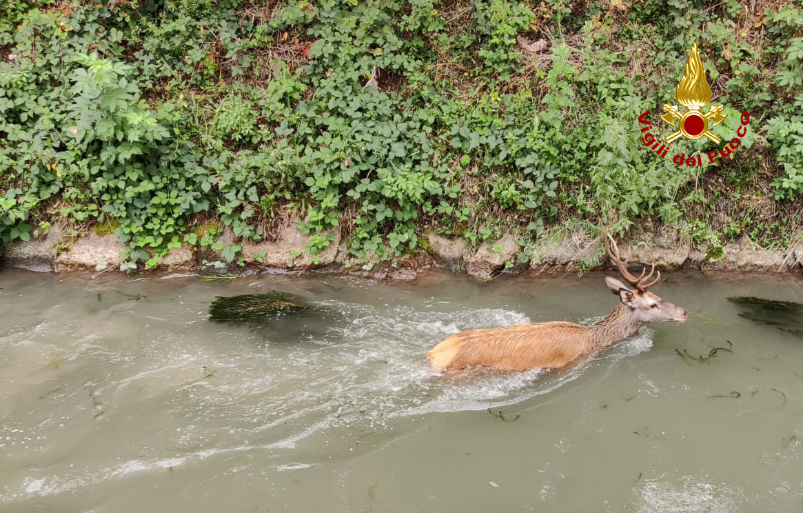 Cervo bloccato in un canale, le immagini del salvataggio