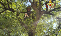 Gattino bloccato su un albero recuperato dai pompieri a Gambellara