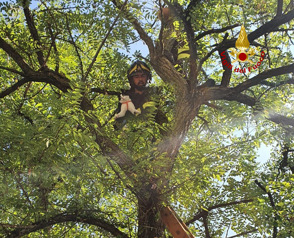 Gattino bloccato su un albero recuperato dai pompieri a Gambellara