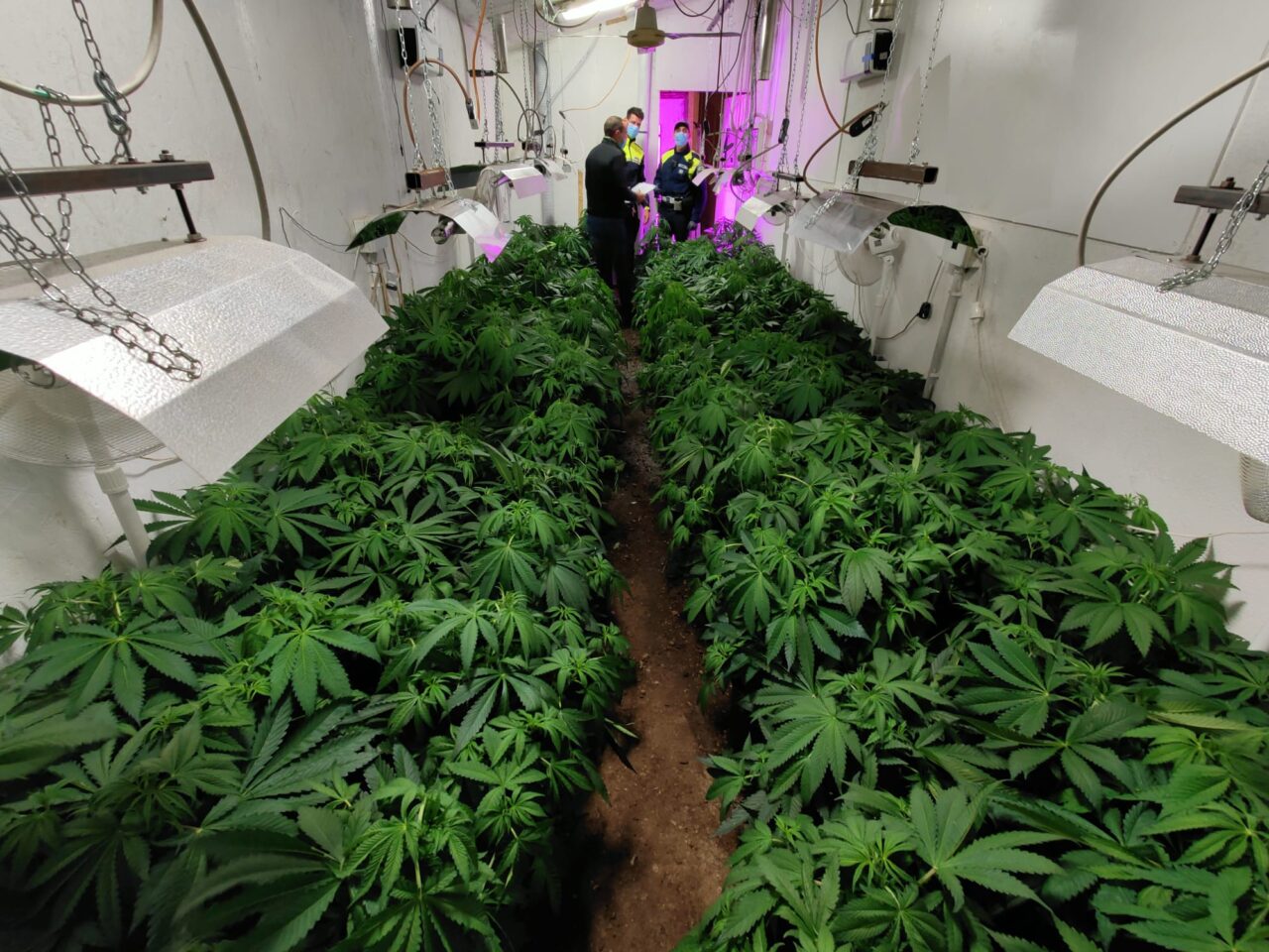 Sembrava un capannone abbandonato ma all’interno c’erano centinaia di piante di Marijuana
