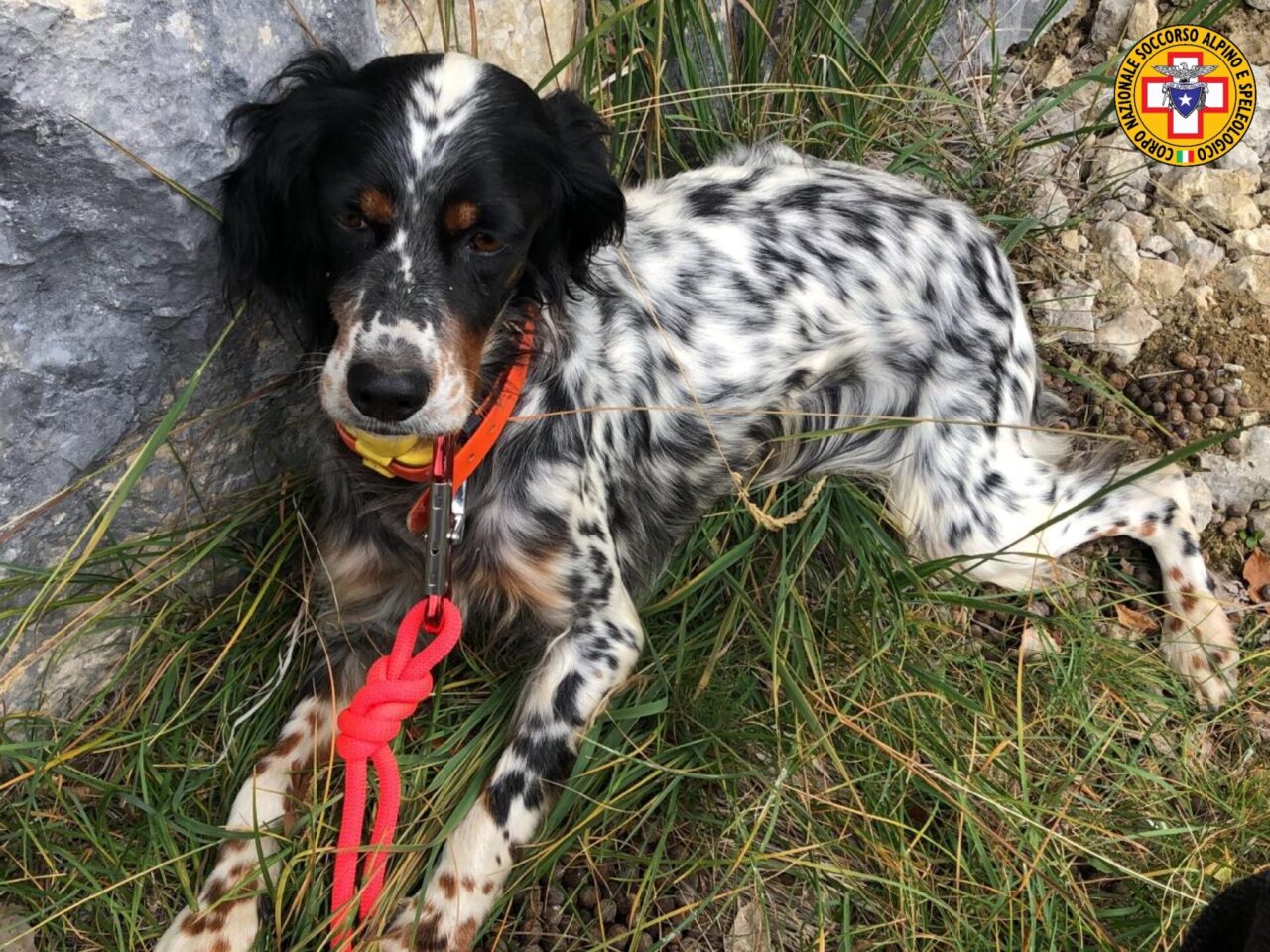 Cagnolina insegue un camoscio e rimane bloccata su una cengia, recuperata dal soccorso Alpino