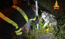 Cucciolo di huski finisce in un canale di scolo: salvato dai Vigili del Fuoco
