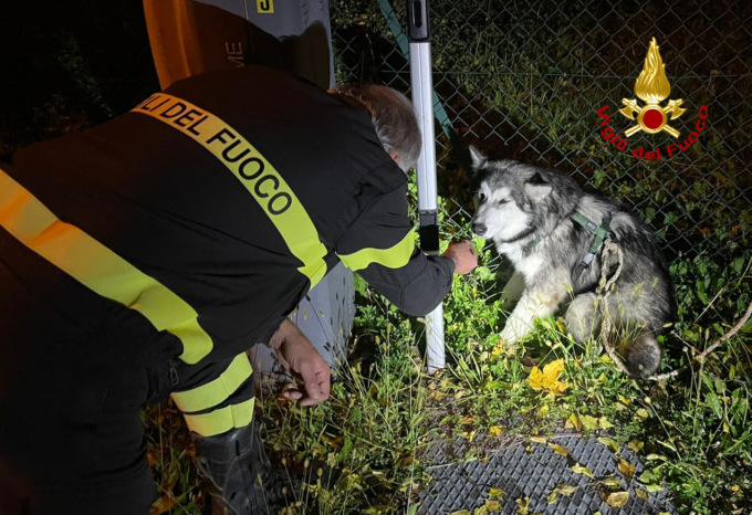 Cucciolo di huski finisce in un canale di scolo: salvato dai Vigili del Fuoco