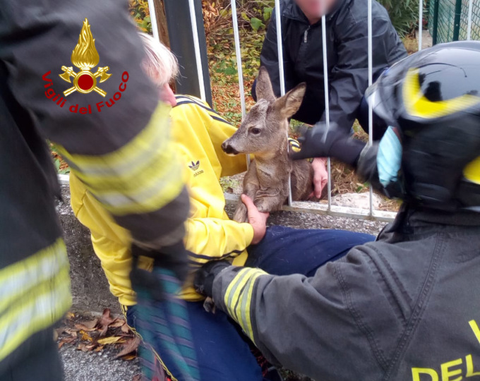 Giovane capriolo rimane incastrato tra le sbarre del cancello: liberato dai pompieri