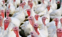 Influenza aviaria: aumentano le zone di sorveglianza in provincia di Vicenza