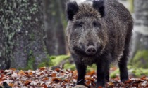 Peste suina vicina si avvicina al Veneto, cinghiali osservati speciali: in azione mille volontari nel Vicentino