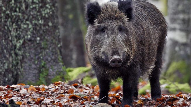 Peste suina vicina si avvicina al Veneto, cinghiali osservati speciali: in azione mille volontari nel Vicentino