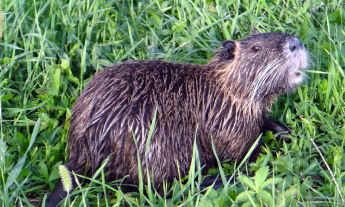 Strage di nutrie al parco Querini di Vicenza
