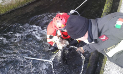 Cane finisce in un canale: salvato dai Vigili del Fuoco