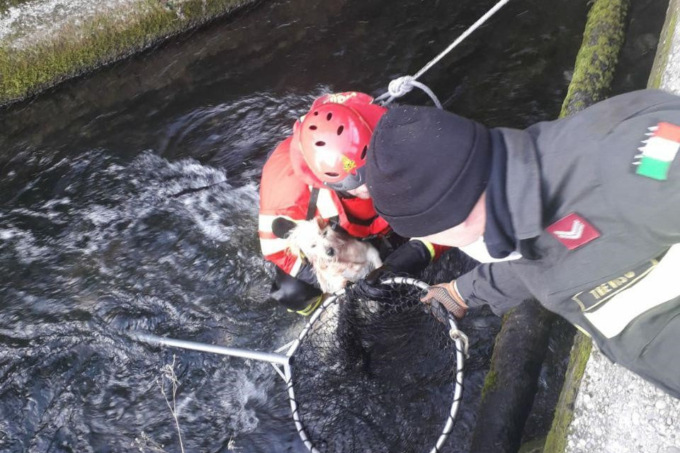 Cane finisce in un canale: salvato dai Vigili del Fuoco