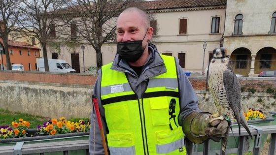 Falchi in azione in centro storico per l’allontanamento dei colombi