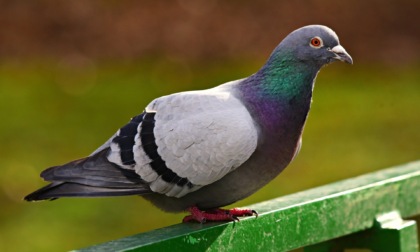 Vicenza, uccide un piccione sbattendolo contro un parchimetro: “Mi infastidiva, stavo lavorando”