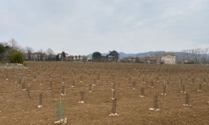 A Sant’Agostino un nuovo bosco urbano con oltre 2800 piante