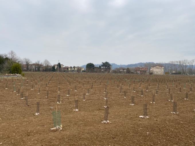 A Sant’Agostino un nuovo bosco urbano con oltre 2800 piante