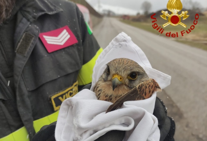 Vigili del fuoco al rientro da un servizio salvano un gheppio ferito